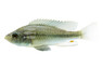 Haplochromis Piceatus Malawi Cichlid :: 95463