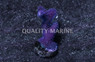 Cat's Paw, Blue :: East Americas :: 45589