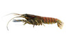 Pulcher Papua Maroon Lobster :: 10386