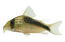 Robber CW107 Catfish :: 84408