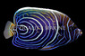 Imperator Angelfish, Orangetail Juvenile :: 48365