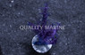 Blue Cespitularia :: 24630