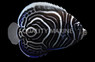 Imperator Angelfish, Juvenile, Bali Aquarich :: 50389