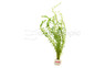 Rotala wallichi - bunch plant :: 29277