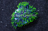 Starburst, Branch, Green :: Eastern Asia :: 20723