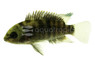 Panamanian Cichlid :: 29495