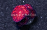 Blastomussa Merleti, Red :: Eastern Asia :: 58524