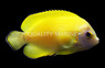 Tigerpyge Angelfish, Grade C, Bali Aquarich :: Eastern Asia :: 45622