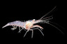 Peppermint Shrimp :: 57609