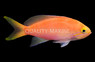 Charlenae Anthias, Female :: 67939