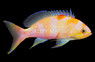 Charlenae Anthias, Male :: 62764