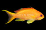 Noble Anthias, Female :: 15216