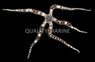 Banded Brittle Sea Star :: 59058