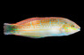 Saowisata Wrasse :: 40350