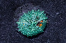Umbrella Green & Orange Splatter Corallimorph Mushroom Coral :: 74617