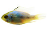 Ram, Gold Head Electric Blue :: 32755