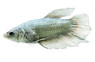 King Halfmoon Betta, Male :: 83025