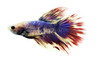 Patriot Halfmoon Betta, Male :: 21651