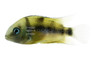 Dacrya Bandit Eartheater Cichlid :: 18384