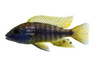 Electric Blue Sulfurhead Peacock Cichlid :: 92487