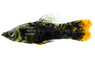 Orange Tail Marble Molly :: 54682