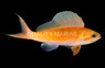 Pacific Sailfin Anthias :: 62270
