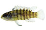 Red Melon Badis Chameleon Fish :: 20347