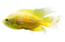 Lemon Longfin Oscar :: 41729
