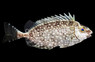 Mottled Spinefoot :: 27020