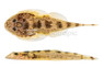 Humilis Borneo Sucker Loach :: 93599