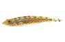 Humilis Borneo Sucker Loach :: 93599