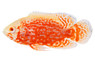 Ruby Longfin Oscar :: 32312