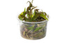 Cryptocoryne undulatus 'Broad Leaf' :: 24791
