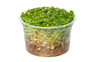 Rotala indica 'Bonsai' :: 54694