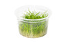 Eleocharis pusilia/acicularis 'Mini' :: 76489