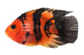 Shortbody Red Tiger Parrot Cichlid :: 33401