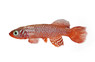 Orange Fin Flammicomantis Killifish :: 11805