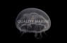 Moon Jellyfish, QM Labs :: 76230