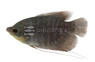 Giant Elephant Ear Gourami :: 57432