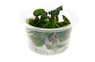 Echinodorus "Apart" Cup AT :: 94075