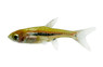 Exclamation Point Rasbora :: 73548