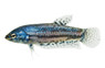 Mixed Female Alien Betta :: 68077