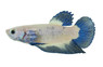 Blue Rim Betta, Male :: 84509