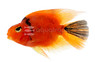 Red & Black Parrot Cichlid :: 21474