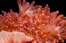 "Flamethrower" Rose Bulb Anemone :: 50049