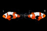 Ocellaris, Longfin Snowflake, QM Labs :: 30443