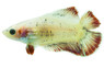 Mixed Color Doubletail Betta, Female :: 29049