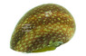 Red Pumpkin Nerite Snail :: 91487