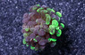 Hammer Branch Neon Green Splatter :: 33309
