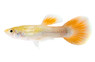 Red Platinum Guppy, Male :: 27025